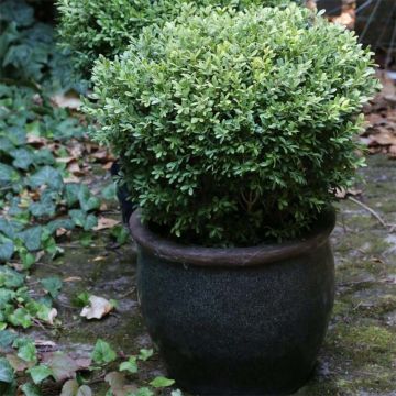 Buxus microphylla Rococo - Japanse buxus
