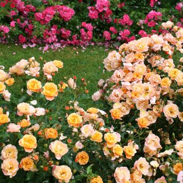 Rosa Flower Carpet Amber - Stamroos