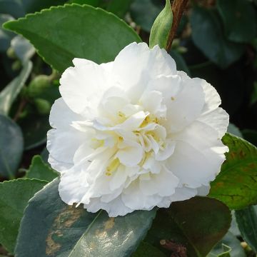 Camellia sasanqua Waterfall White - Herfstcamelia