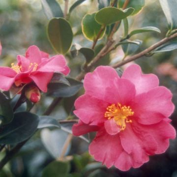 Camellia sasanqua Kanjiro - Herfstcamelia