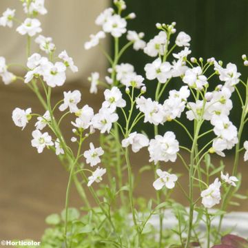 Cardamine pratensis Flore Pleno - Pinksterbloem