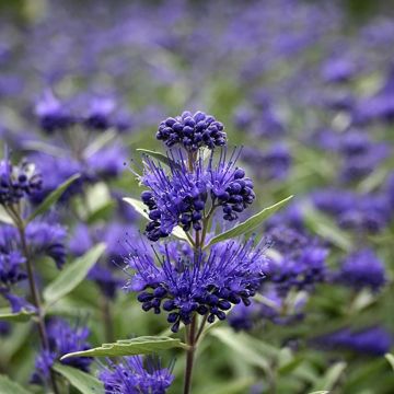 Caryopteris clandonensis Dark Knight - Blauwe spirea