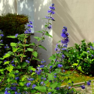 Caryopteris clandonensis Kew Blue - Blauwe spirea