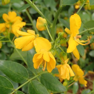 Cassia corymbosa - Casia
