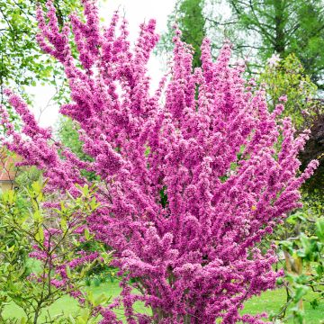 Cercis chinensis Kays Early Hope - Chinese judasboom