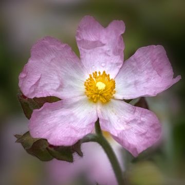 Cistus lenis Grayswood Pink - Rotsroos