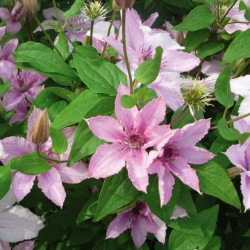 Clematis patens Hagley  - Bosrank