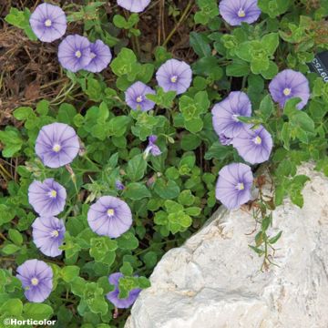 Convolvulus sabatius - Winde