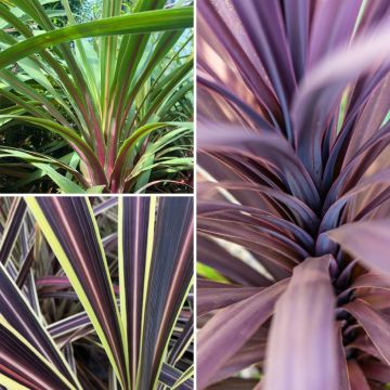 Cordyline trio pot déco Black Knight Electric Flash Peko - Koolpalm