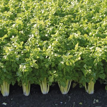 Bleekselderij Golden Spartan