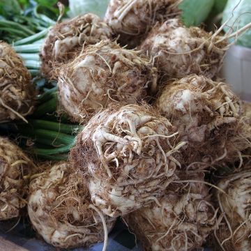 Knolselderij Roem van Zwijndrecht BIO