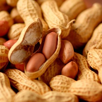 Pinda - Arachis hypogaea