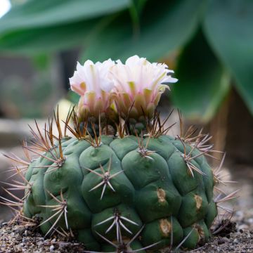 Gymnocalycium saglionis - Cactus