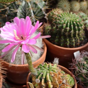 Lobivia cardenasiana - Cactus