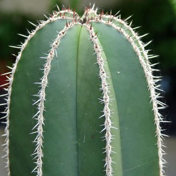 Stenocereus marginatus - Zuilcactus