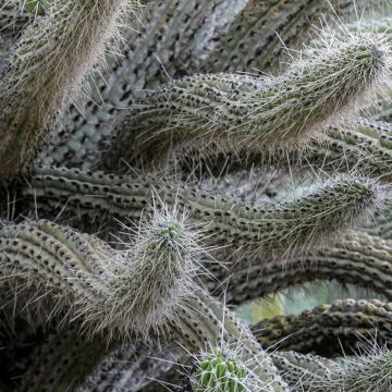 Stetsonia coryne - Tandenstoker cactus