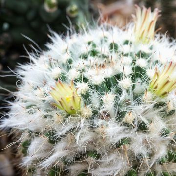 Mammillaria baxteriana - Tepelcactus