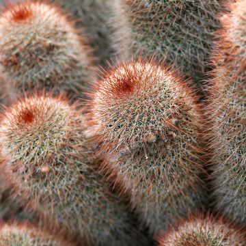 Mammillaria spinosissima f. rubrispina - Tepelcactus