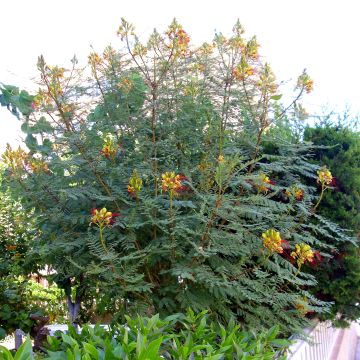 Caesalpinia gilliesii - Paradijsvogelstruik