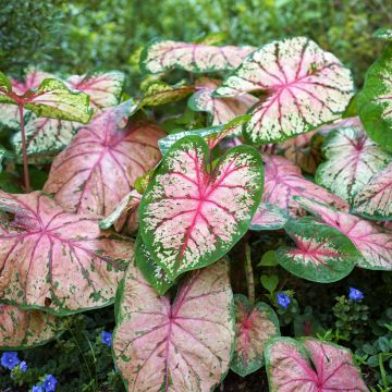 Caladium Cherry Blossom - Hart van Jezus