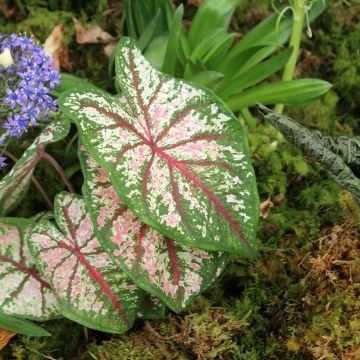 Caladium Tapestry - Hart van Jezus