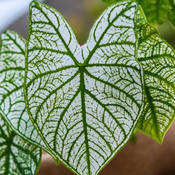 Caladium Pliage - Hart van Jezus