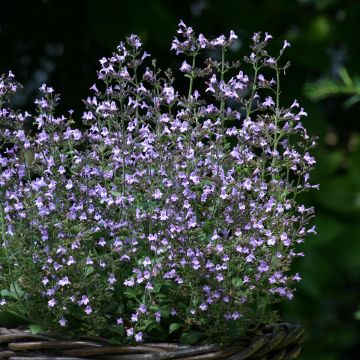 Calamintha nepeta Marvelette Blue - Bergsteentijm