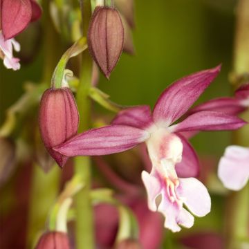 Calanthe discolor x izu-insularis Kozu x Tonk - Tuinorchidee