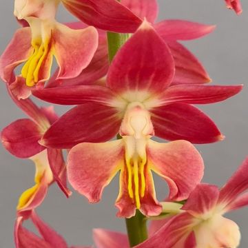 Calanthe  Red Sunset - Tuinorchidee