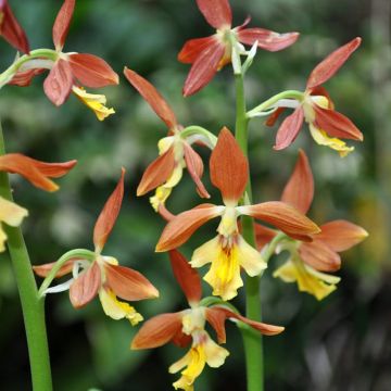 Calanthe discolor (x) sieboldii Takane - Tuinorchidee