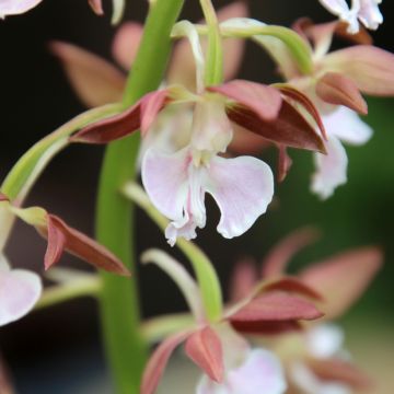 Calanthe discolor - Tuinorchidee