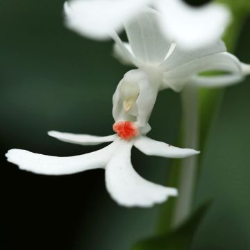 Calanthe triplicata - Tuinorchidee
