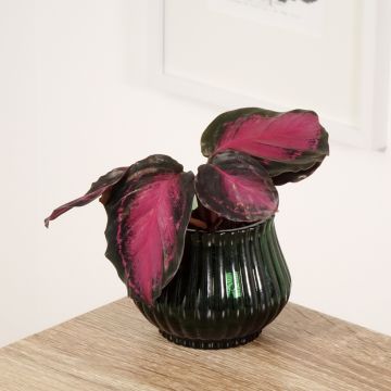 Calathea Crimson - Pauwenplant