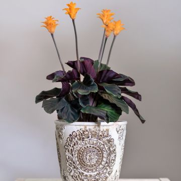 Calathea crocata - Eeuwige vlam