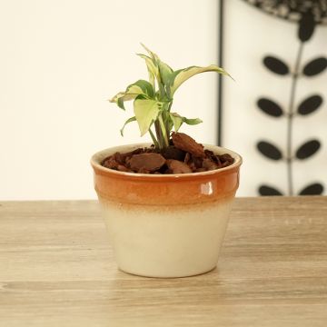 Calathea Yellow Fusion - Pauwenplant