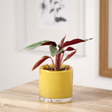 Calathea Magic Star - Pauwenplant