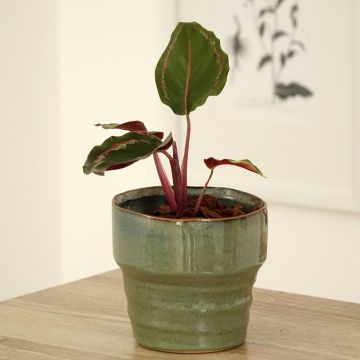 Calathea Medallion - Pauwenplant