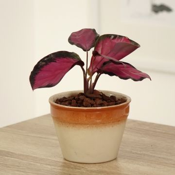Calathea Misty Red - Pauwenplant