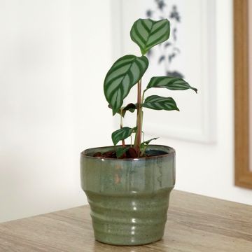 Ctenanthe oppenheimiana - Gebedsplant