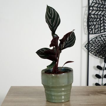 Calathea ornata - Pauwenplant