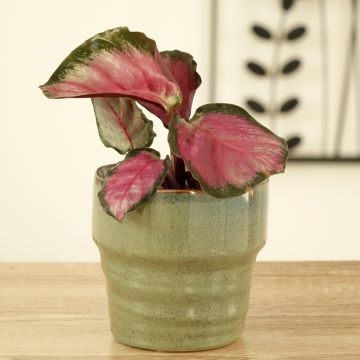 Calathea roseopicta Rosy - Pauwenplant