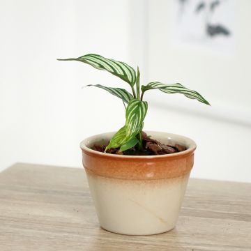 Calathea vittata - Pauwenplant