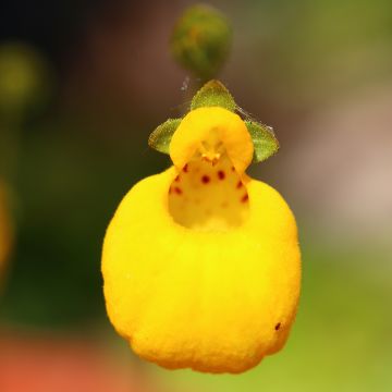 Calceolaria biflora - Pantoffelplant