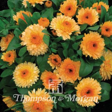 Calendula officinalis Nana Apricot Twist (zaad) - Goudsbloem