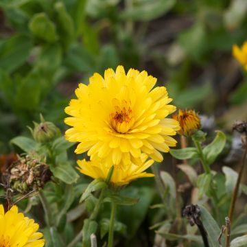Calendula officinalis Chrysantha (zaad) - Goudsbloem