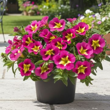 Calibrachoa Cabaret Special Bumble Bee Rose - Mini-petunia