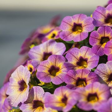 Calibrachoa Chamaeleon Blueberry Scone - Mini petunia