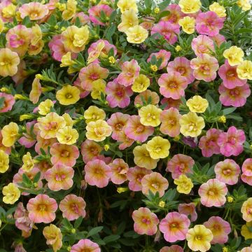 Calibrachoa Chamaeleon Double Pink Yellow - Mini petunia
