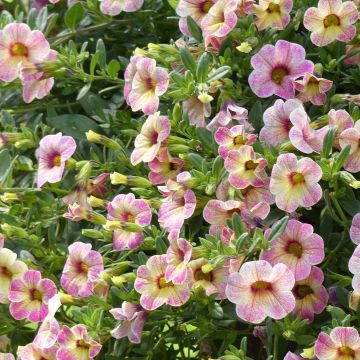 Calibrachoa Chamaeleon Pink Passion