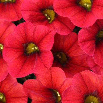 Calibrachoa Lia Dark Red - Mini petunia